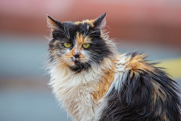 cat